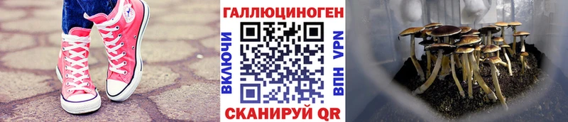 дарнет шоп  Плавск  Псилоцибиновые грибы ЛСД 